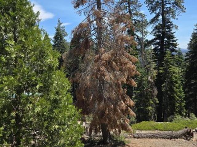 House for sale in Sequoia, Tuolumne County