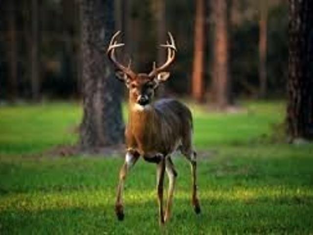 Land for sale in Tennessee
