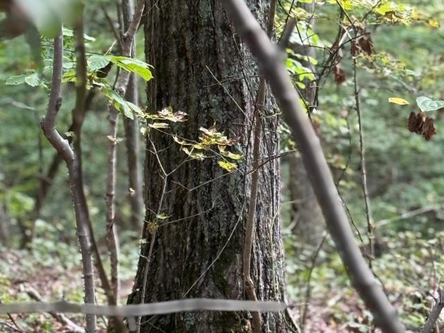 Land for sale in Tennessee