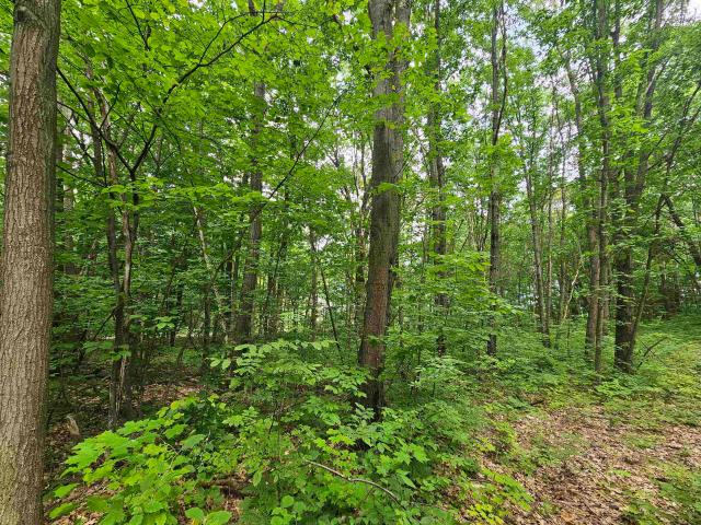 Land for sale in Marion