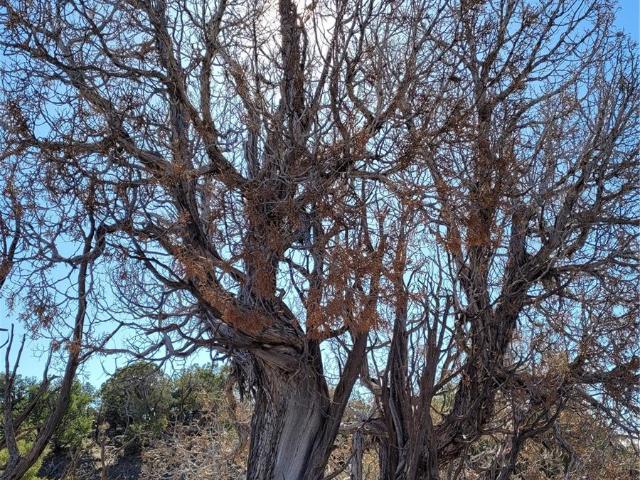Land for sale in Colorado