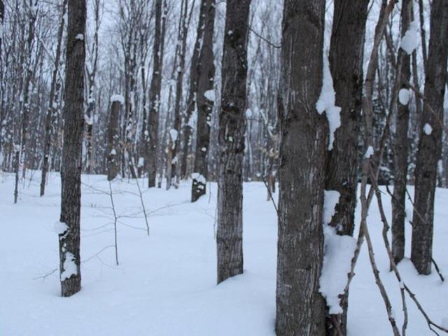 Land for sale in Mancelona, Michigan