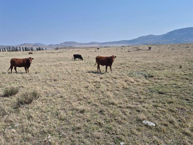 Farm for sale in Mantsopa, Free State