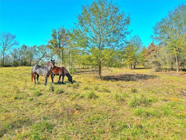 Farm for sale in Crockett, Texas