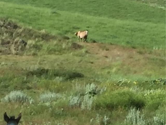 Land for sale in Laurel, Montana