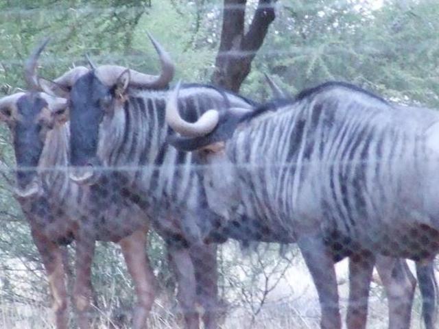 Farm for sale in Limpopo