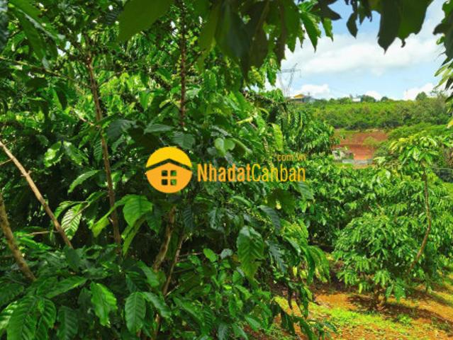 Mặt bằng bán