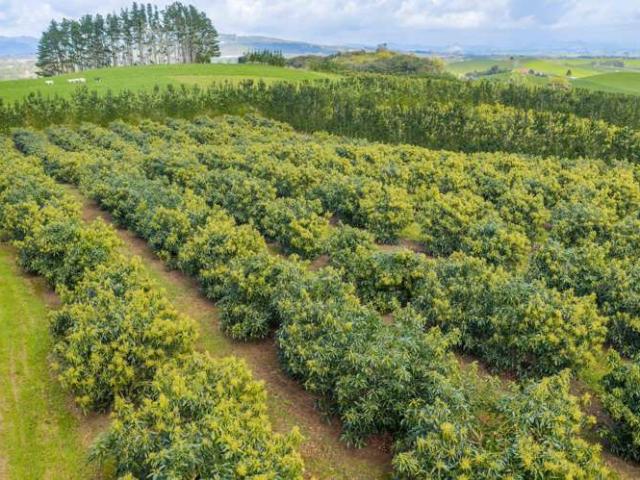 Property for sale in Maungatapere, Whangārei District