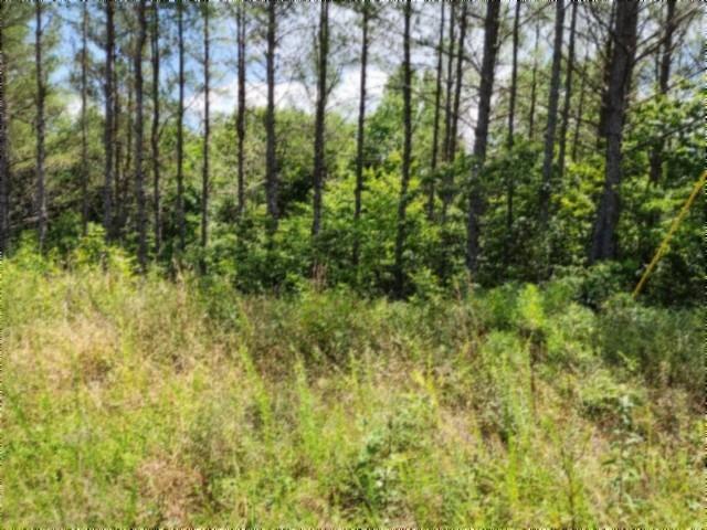 Land for sale in Sunbright, East Tennessee