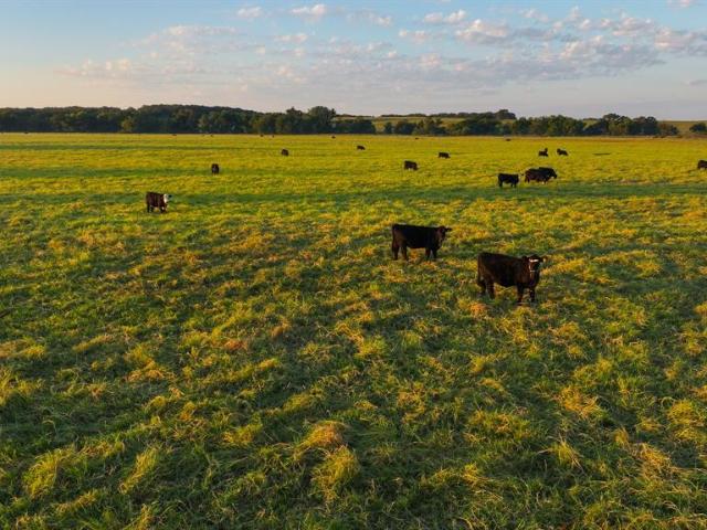 Land for sale in Montague, Texas