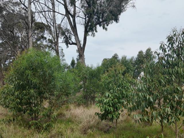 Land for sale in Eastern Cape