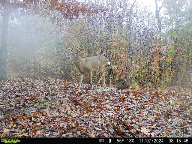 House for sale in Trigg Furnace, Cadiz