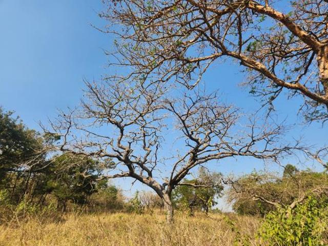 Land for sale in Ehlanzeni, Mpumalanga