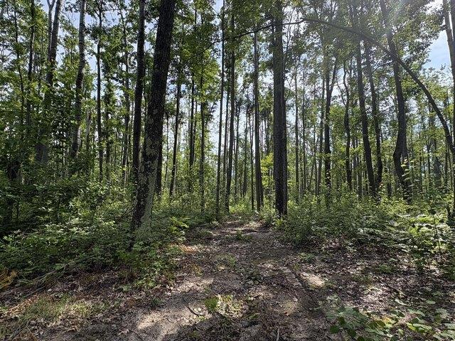 Land for sale in Hillman, Michigan