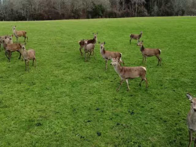 House for sale in Mamaku, Bay Of Plenty