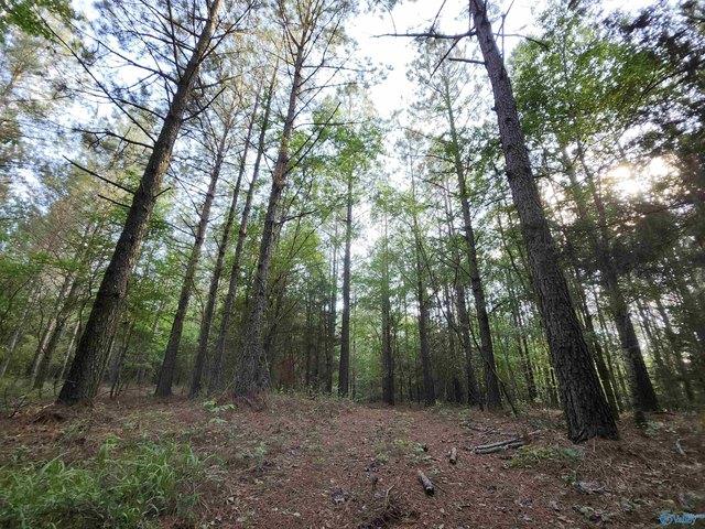 Land for sale in Piedmont, Alabama
