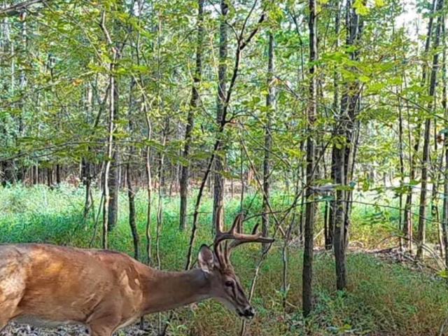Land for sale in Ark