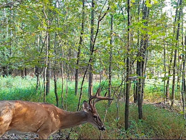 Land for sale in Ark