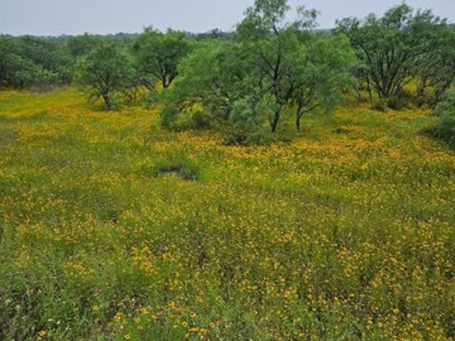 Land for sale in Richland Springs, Texas