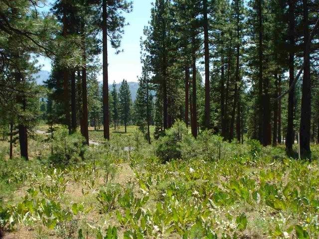 Land for sale in Portola, California