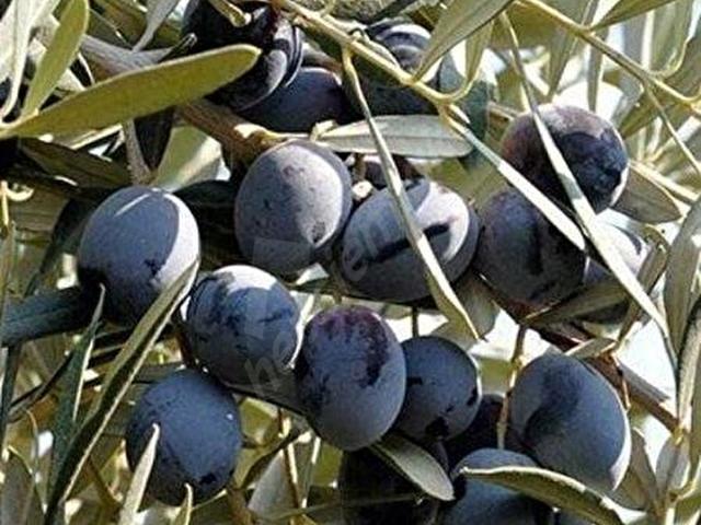 Milas, Muğla içerisinde satılık mülk
