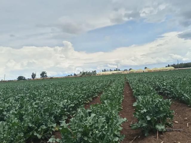 Land for sale in Nanyuki, Laikipia