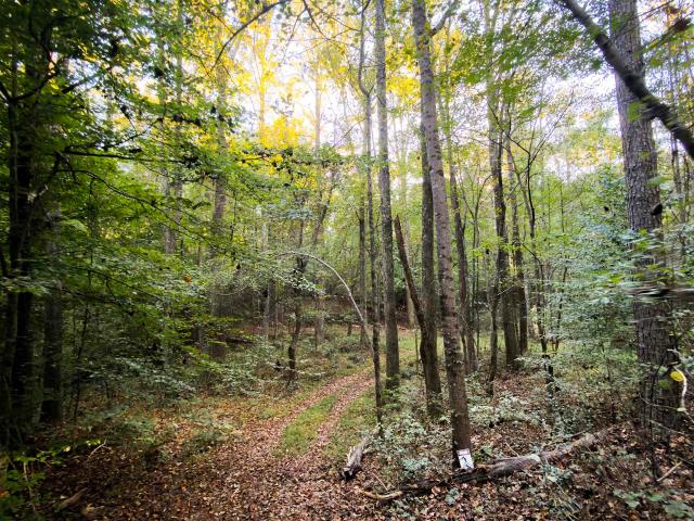 Land for sale in Southtown, Guntersville