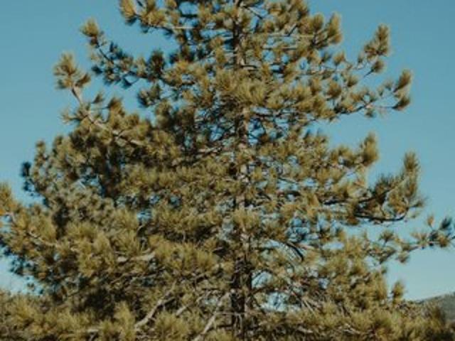 Land for sale in Modoc, California