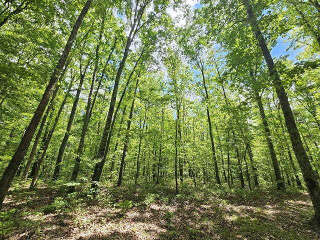 Land for sale in Coalmont, Middle Tennessee