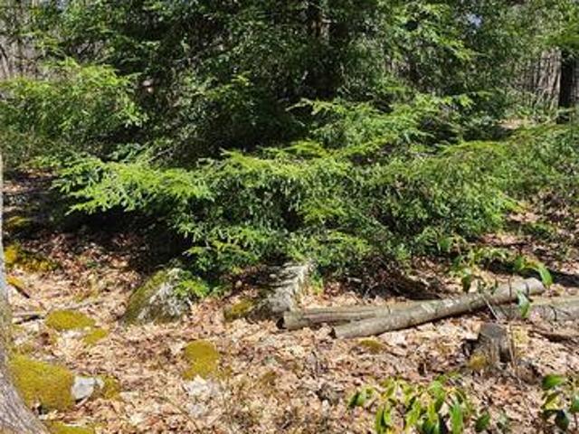 Land for sale in Garrett, Maryland