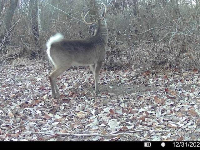 Land for sale in Carthage, Leake County