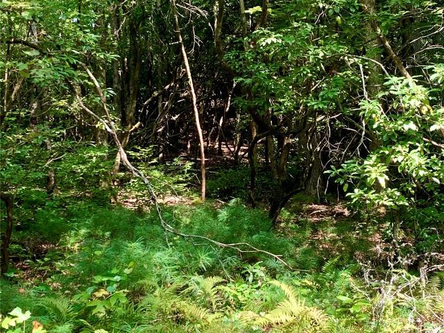 Land for sale in Transylvania, North Carolina