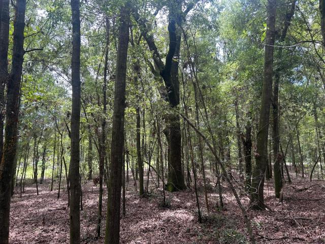 Land for sale in Summerton, South Carolina