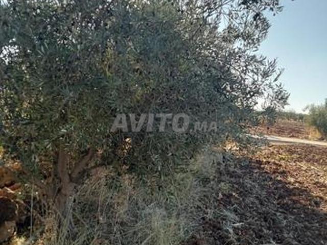 Propriété vente à Meknès