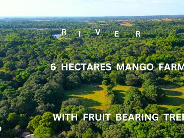 6 hectares Mango Farm Iba Zambales