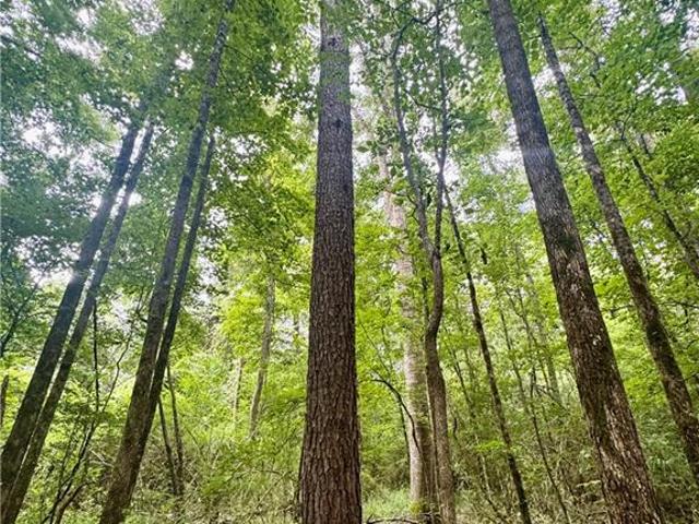 Land for sale in Robeline, Louisiana
