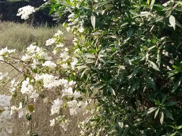 Land for sale in Faisalabad, Islamabad Capital Territory