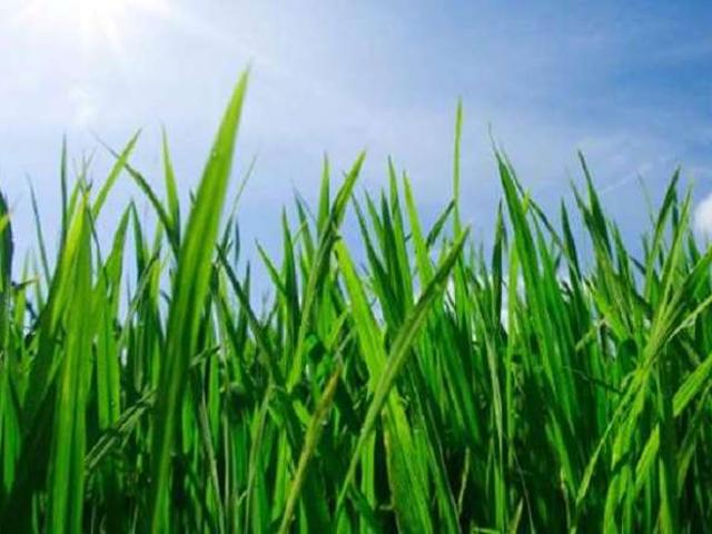 Land for sale in Papakura, Oroua County