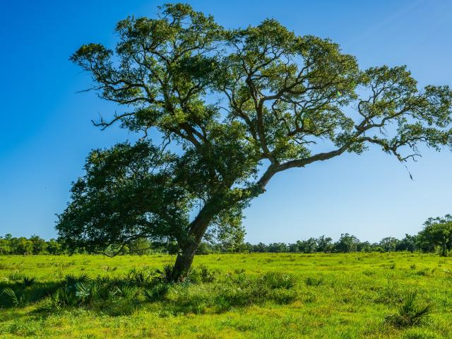 Land for sale in Brazoria, Brazoria County