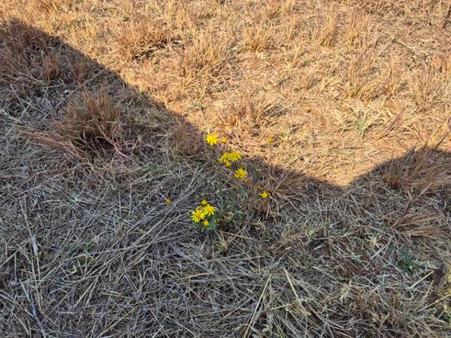 Land for sale in Limpopo