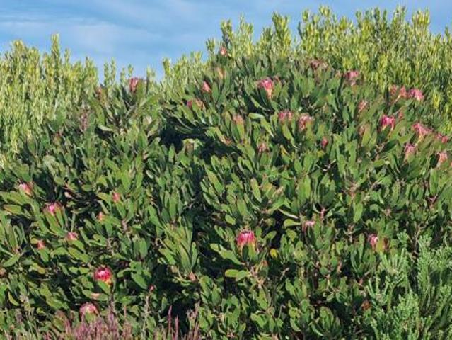 Land for sale in Western Cape