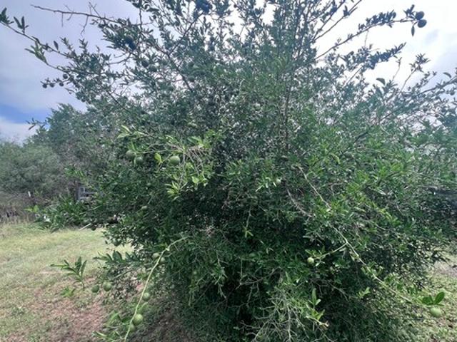 Land for sale in Bandera