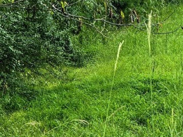 Land for sale in Trafford, Alabama