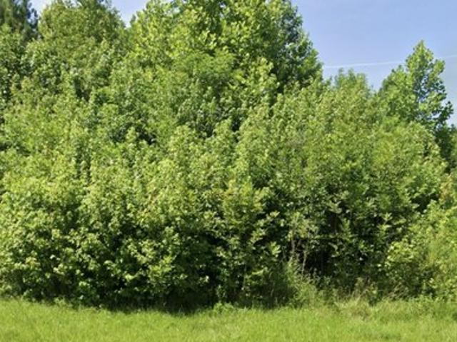 House for sale in Middlesboro, Kentucky