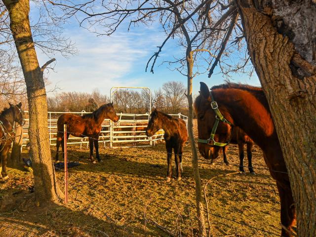 House for sale in Barton, Missouri