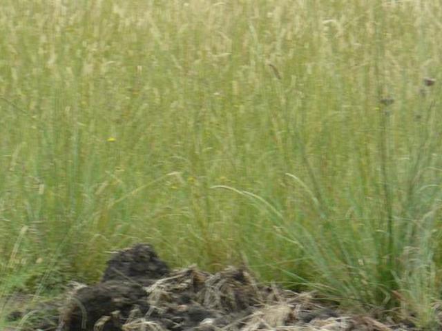 Land for sale in Koppies, Free State