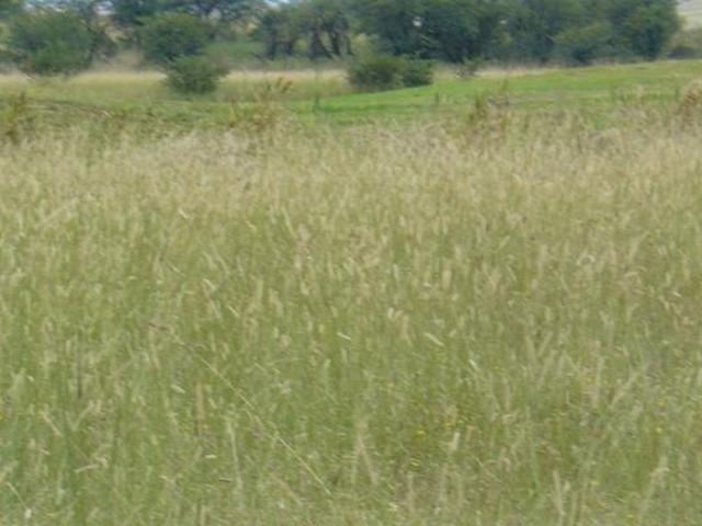 Land for sale in Koppies, Free State
