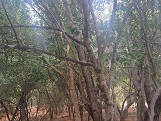 Land for sale in Limpopo