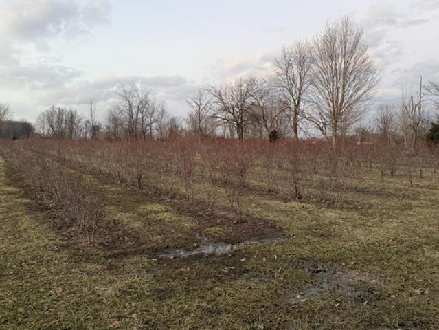 Land for sale in Covert, Michigan