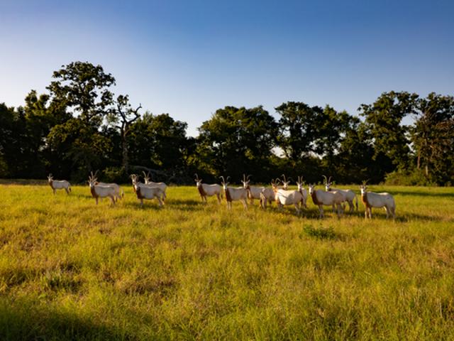Land for sale in Leon, Texas